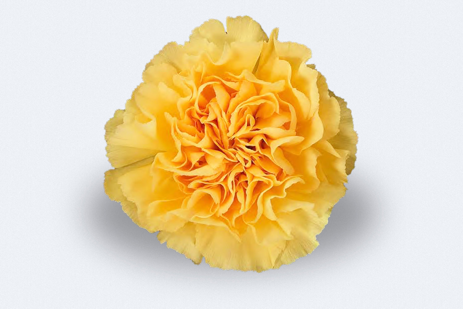 Orion (Gold Yellow) – Colombia Direct